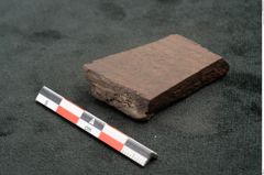 Foto (Seitenansicht) von Plantae indet.  (NHMW-GEO-2024-0188-10479)